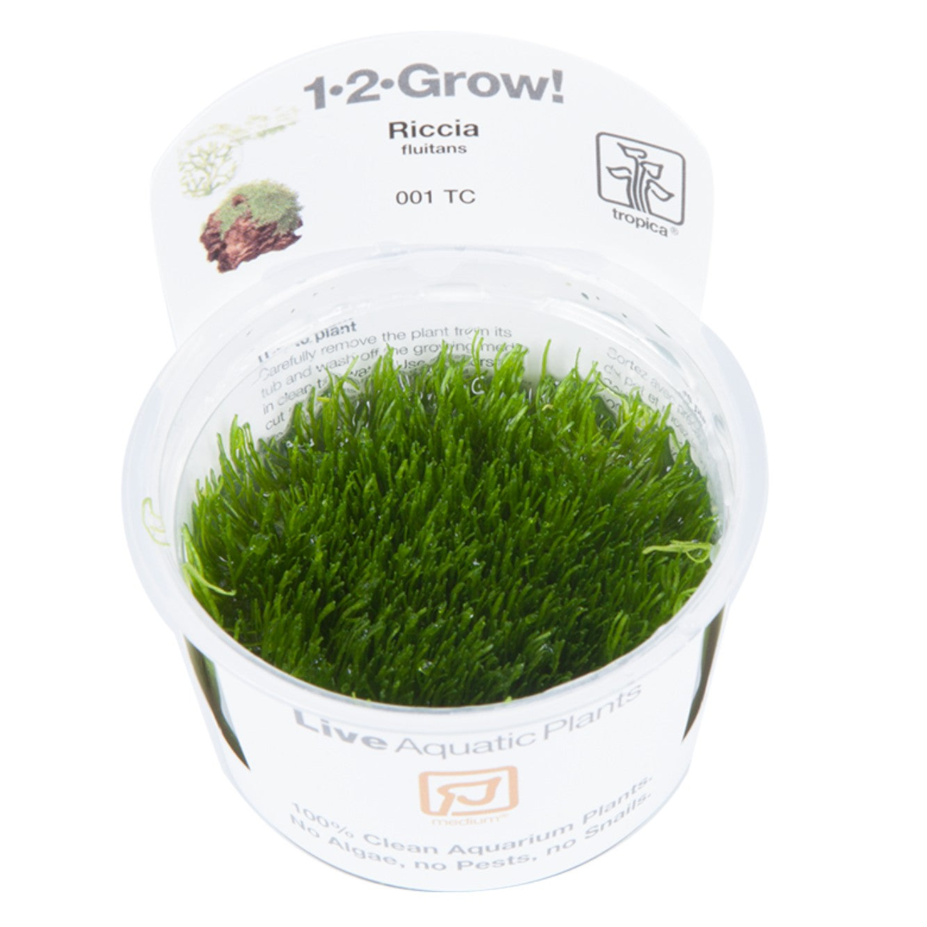 Riccia fluitans in vitro