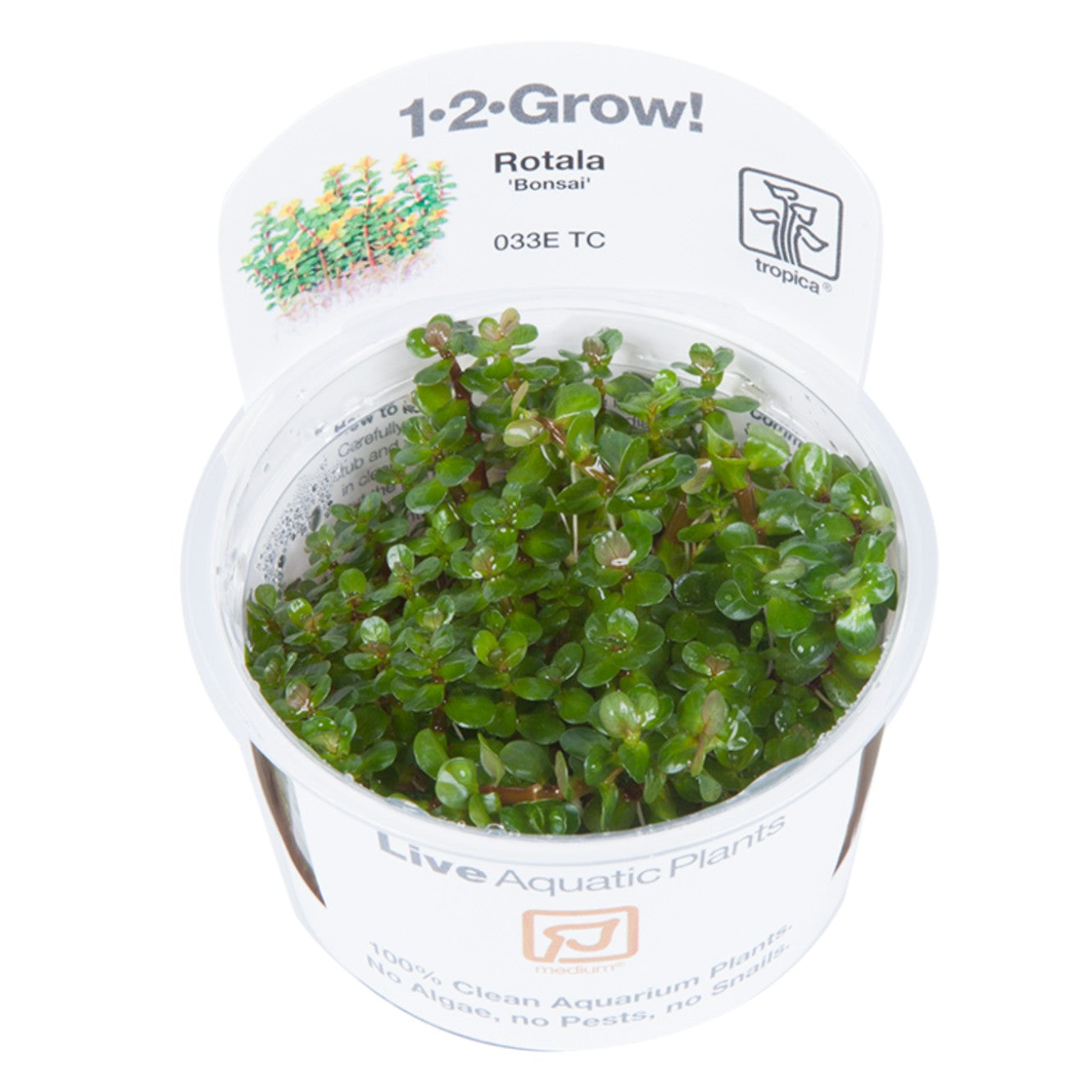 Rotala indica 'Bonsai' in vitro