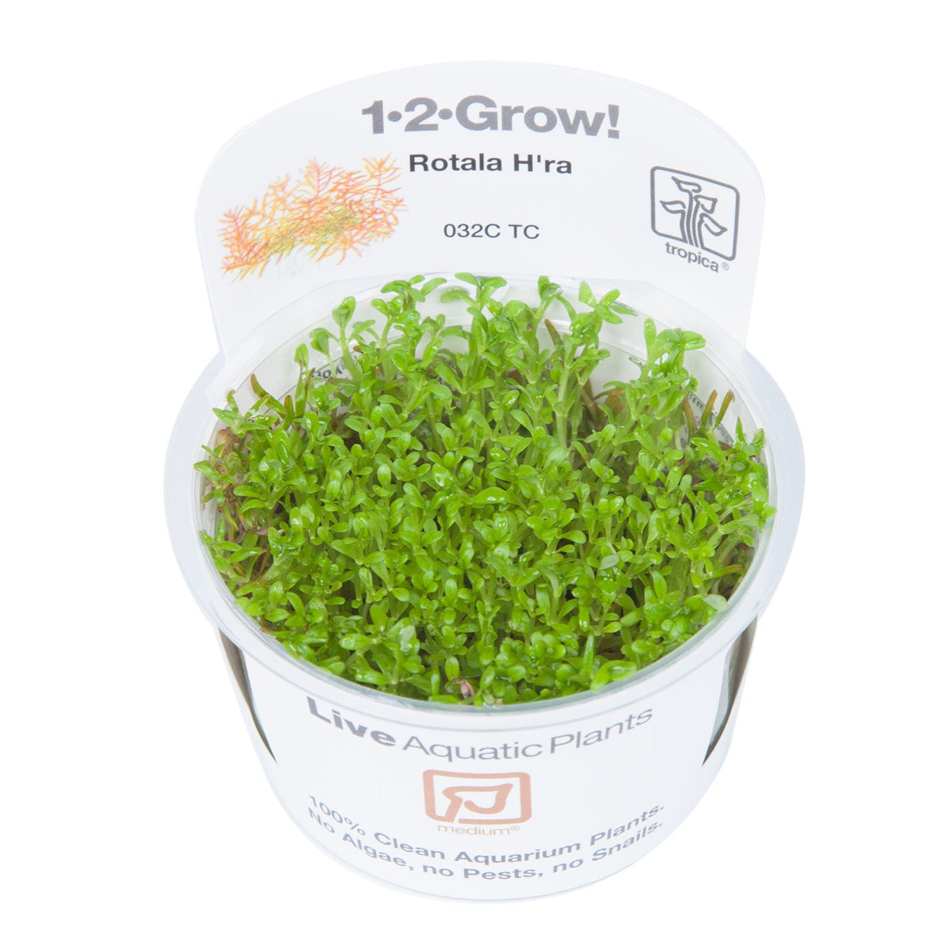 Rotala rotundifolia 'H'ra' in vitro