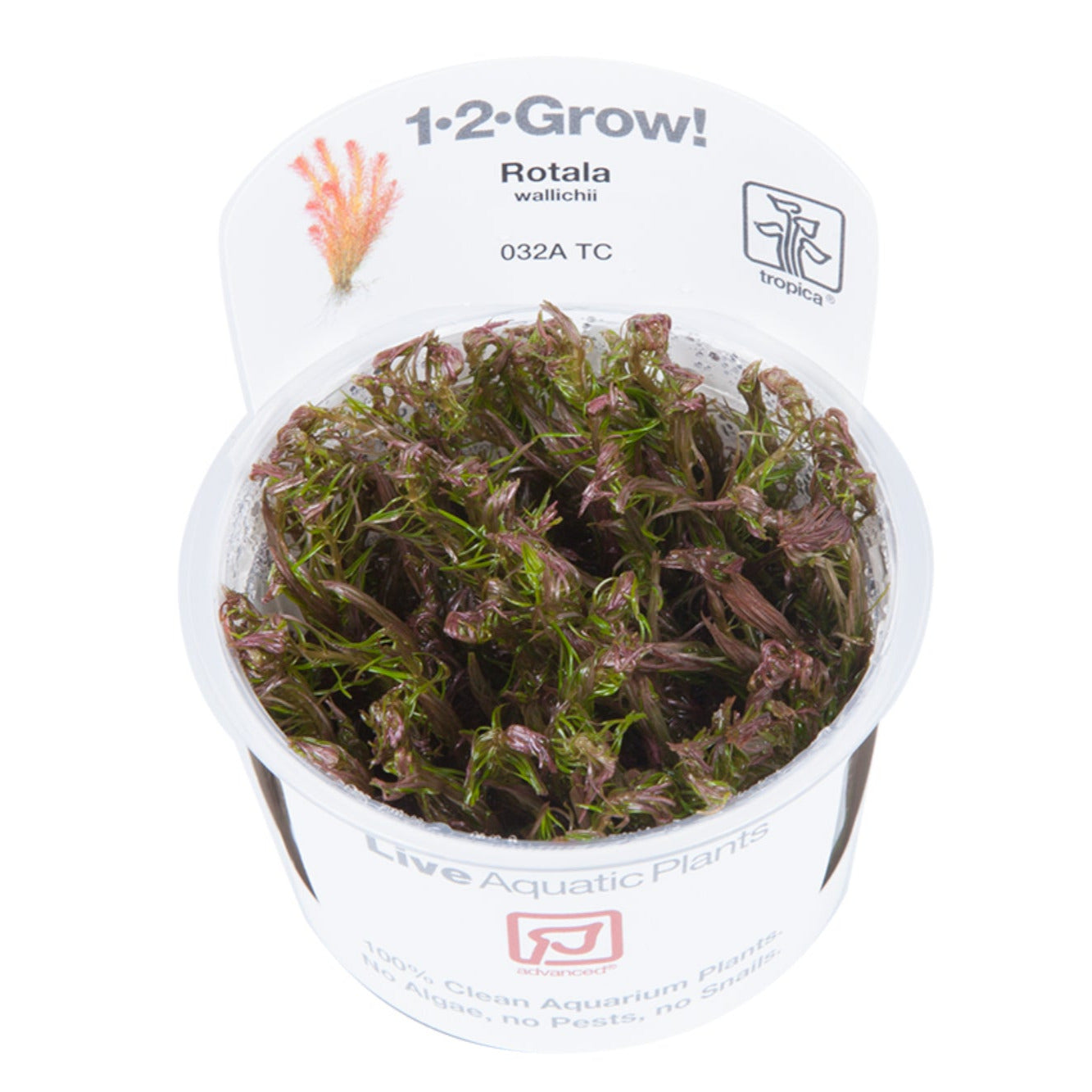 Rotala wallichii in vitro