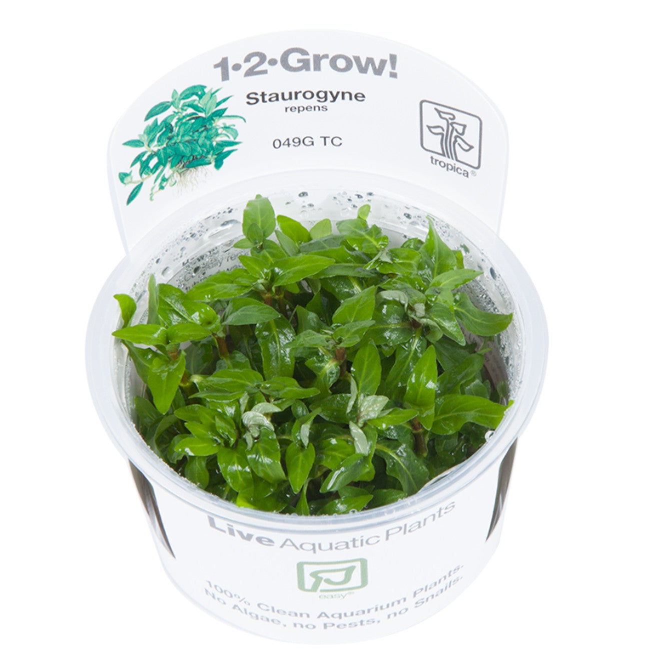 Staurogyne repens in vitro