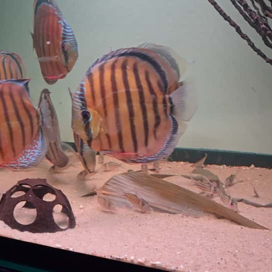 Symphysodon discus Browns reddish 14- 16 cm – Hudson Crizanto
