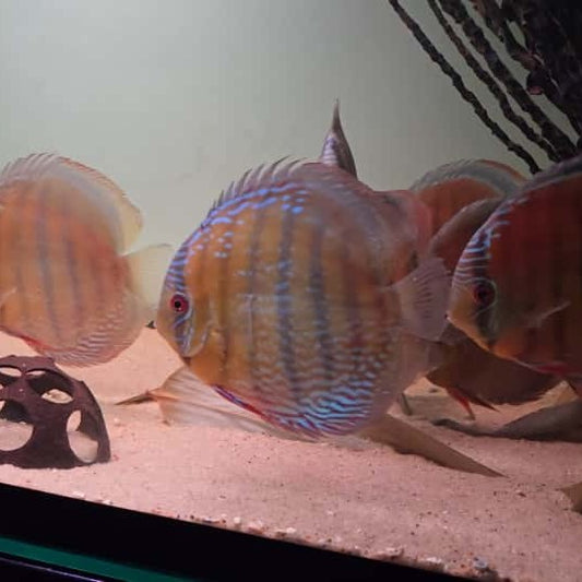 Symphysodon discus Semi Royal red base 14/16 cm – Hudson Crizanto