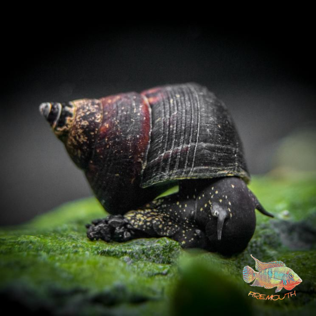 Tylomelania Sinabartfeldi