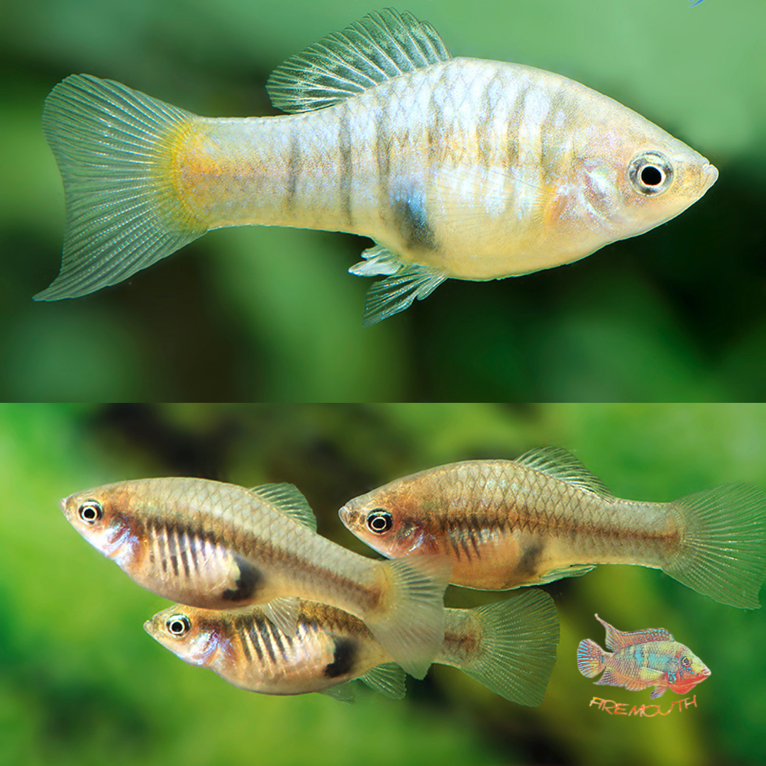 Xiphophorus xiphidium | freshwater fish 
