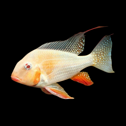 Cíclido Acarichthys heckelii albino | peces agua dulce