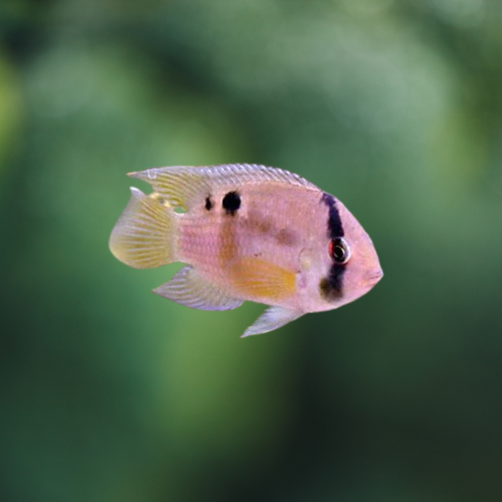 Aequidens Maronii | Cíclido ojo Cerra