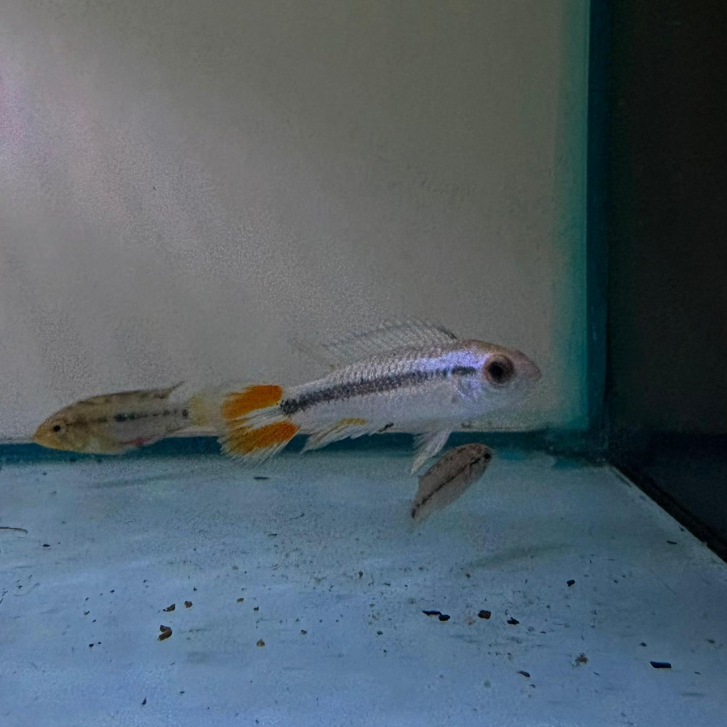 Apistogramma agassizii alenquer talla 3-4cm