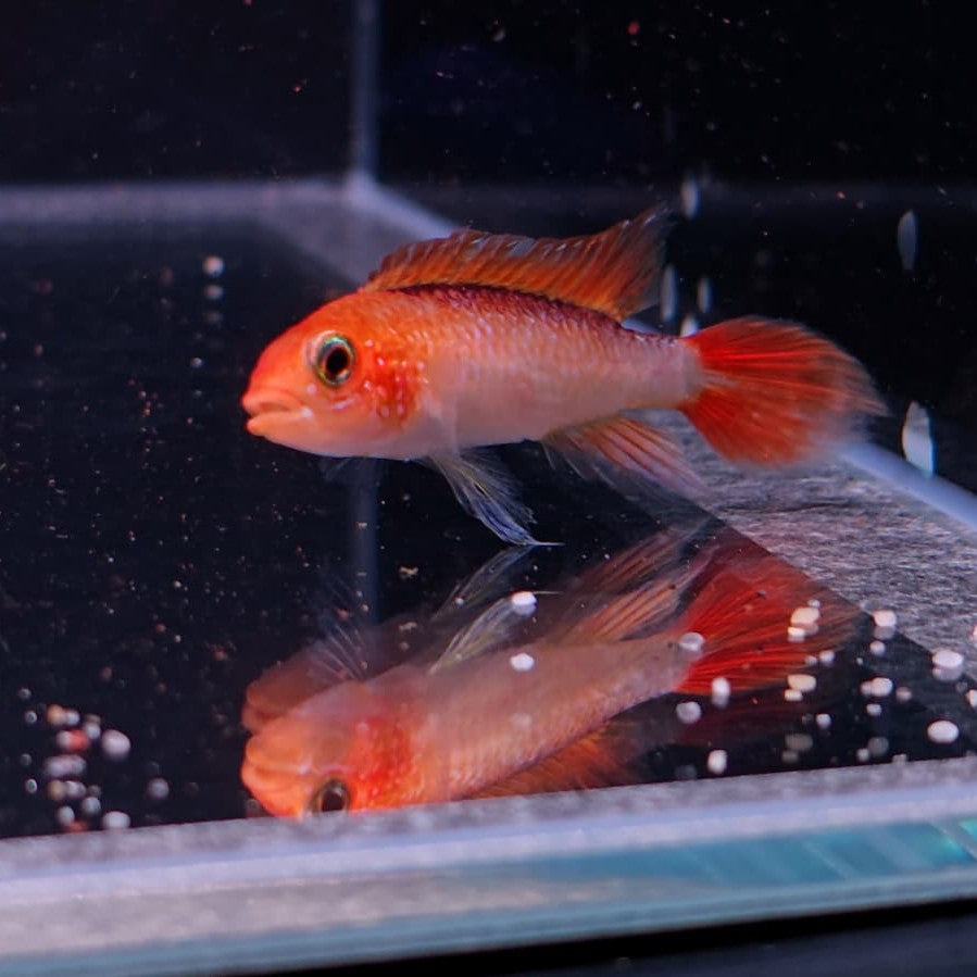 Apistogramma agassizi fire red clg