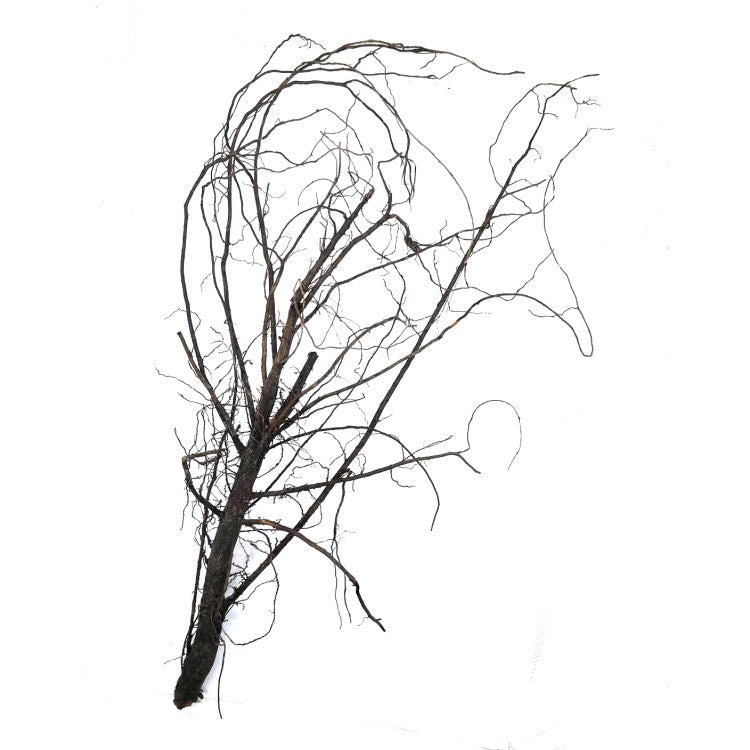 Akar root - madera para acuario