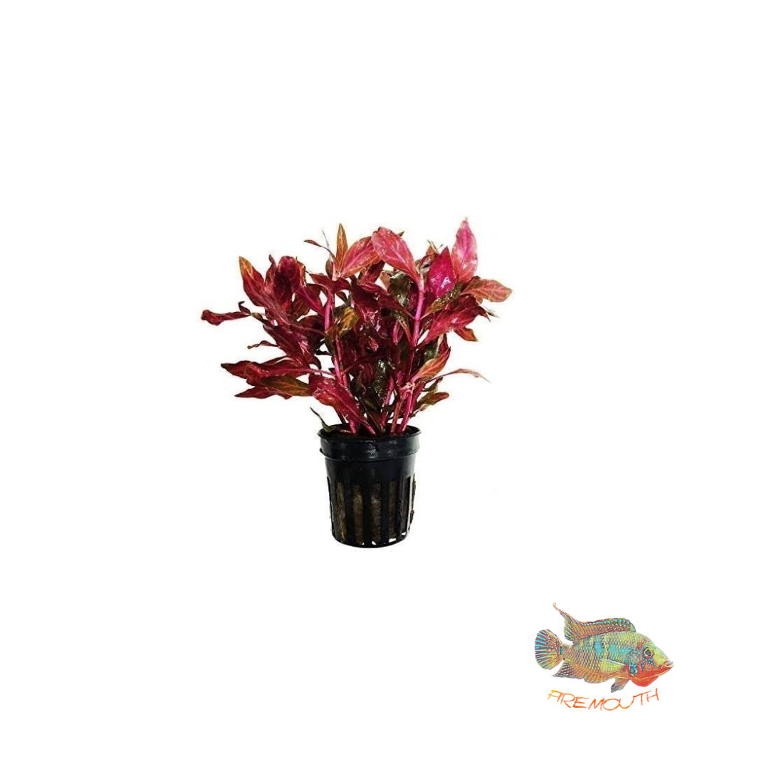 Alternanthera bettzickiana red | planta para acuario