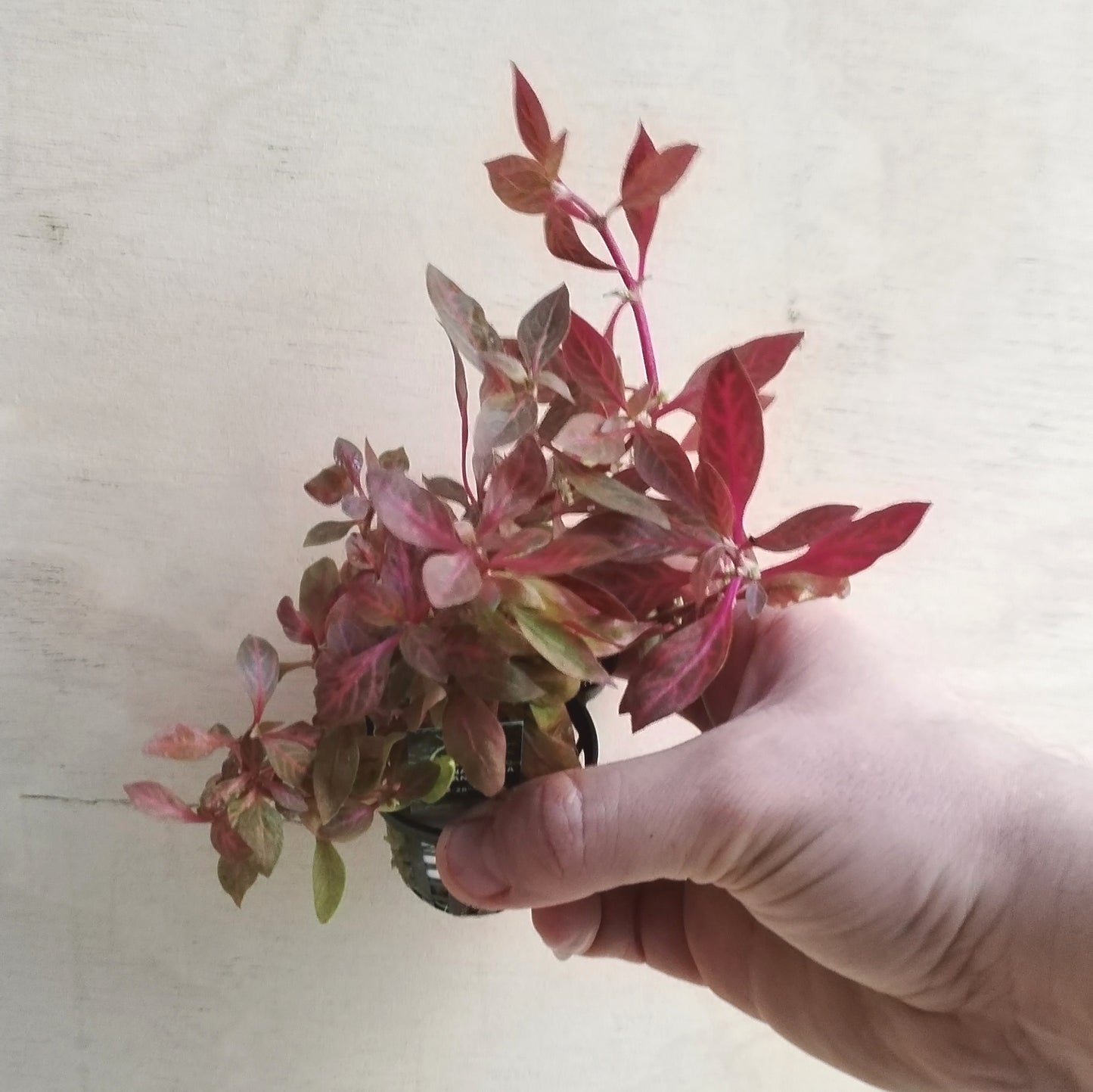 Alternanthera reineckii 'Rosanervig' | oferta