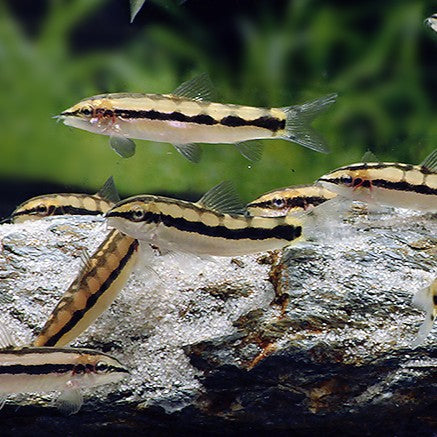 Botia Ambastaia sidthimunki md-lg