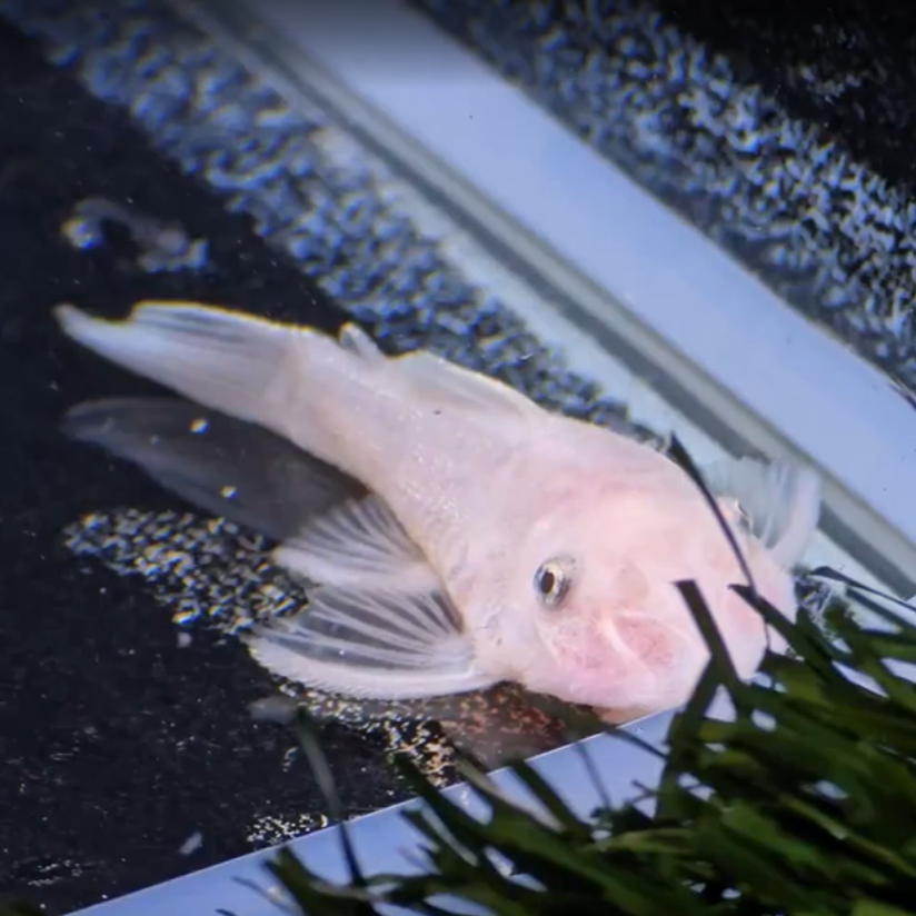 Ancistrus sp. SNOW WHITE g.br. 4-6cm