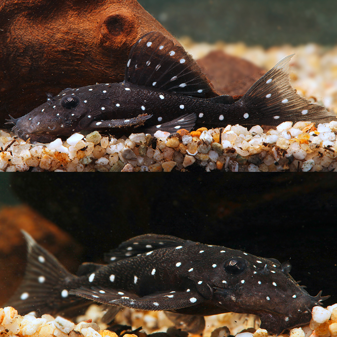 L107 ancistrus sp white spot 7-10cm