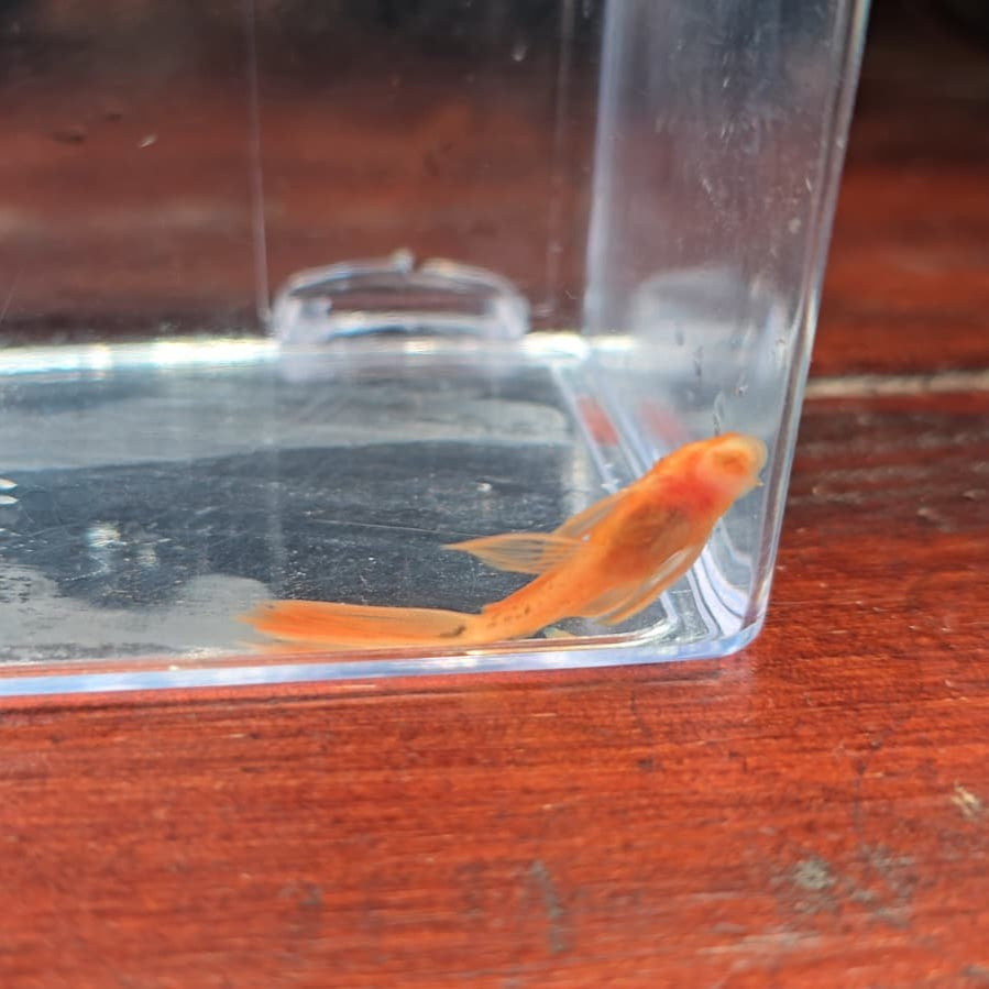 Ancistrus sp, super red long fin talla 2,0-2,5 cm