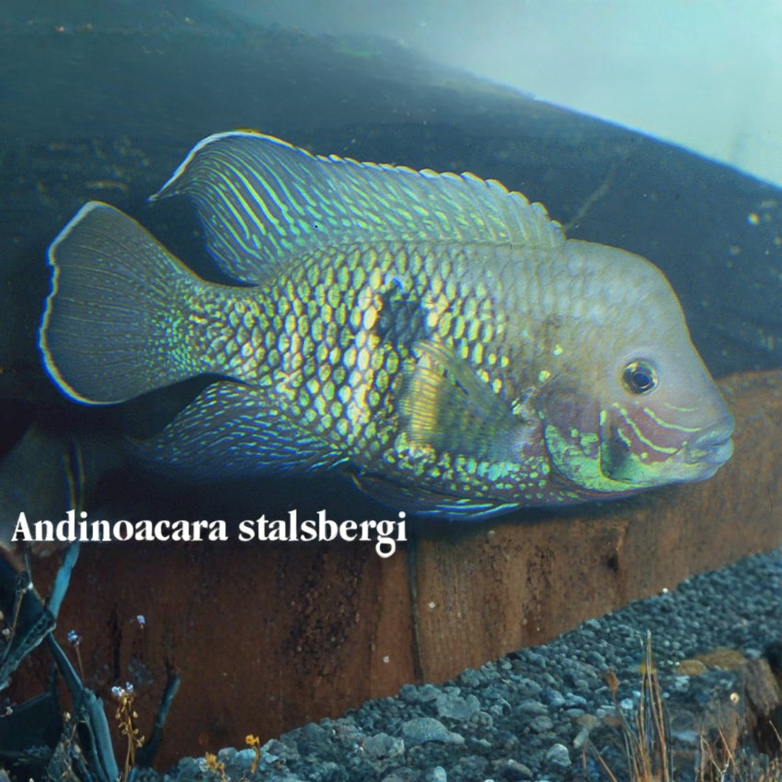 Andinoacara stalsbergi 4-6cm