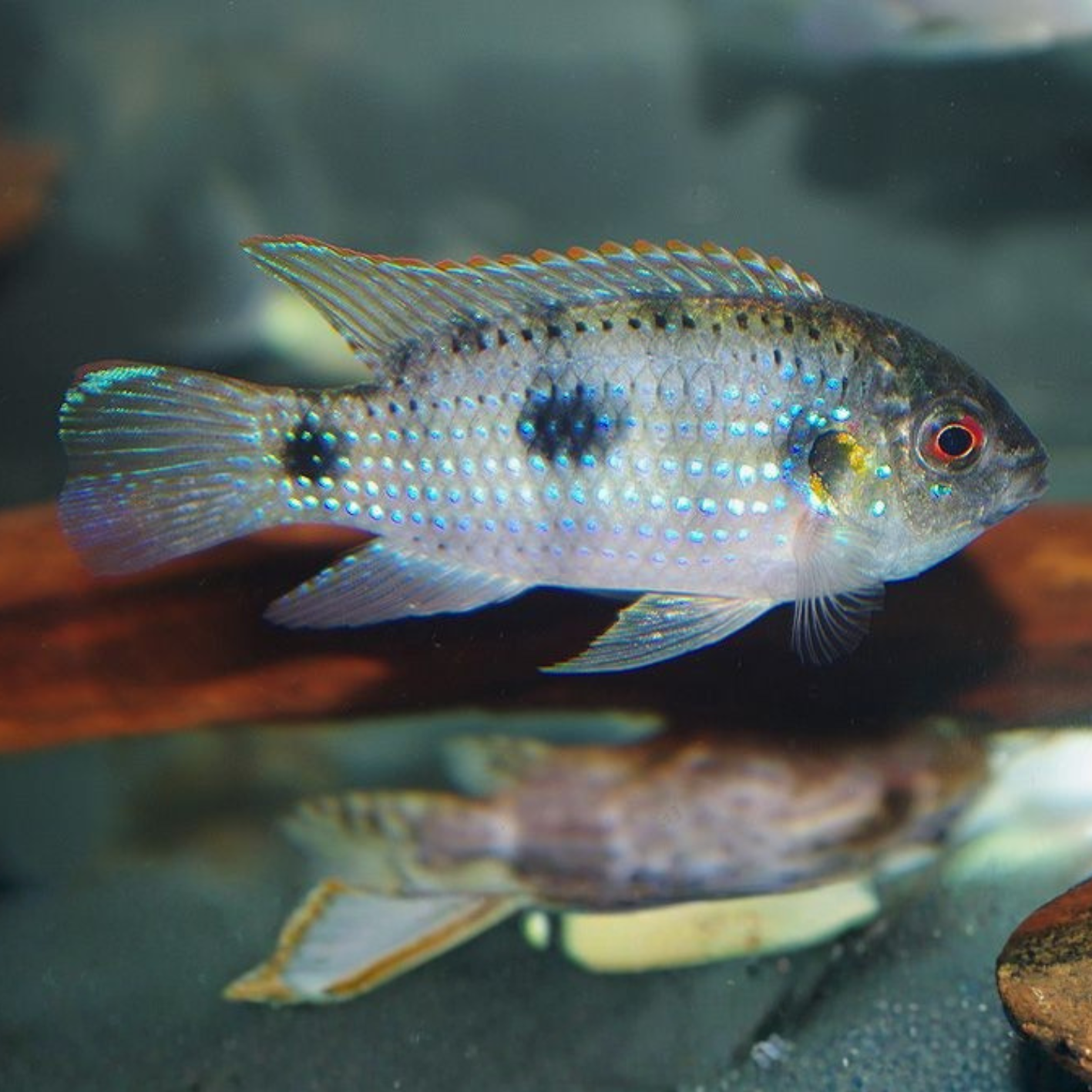 Anomalochromis Thomasi Guinea
