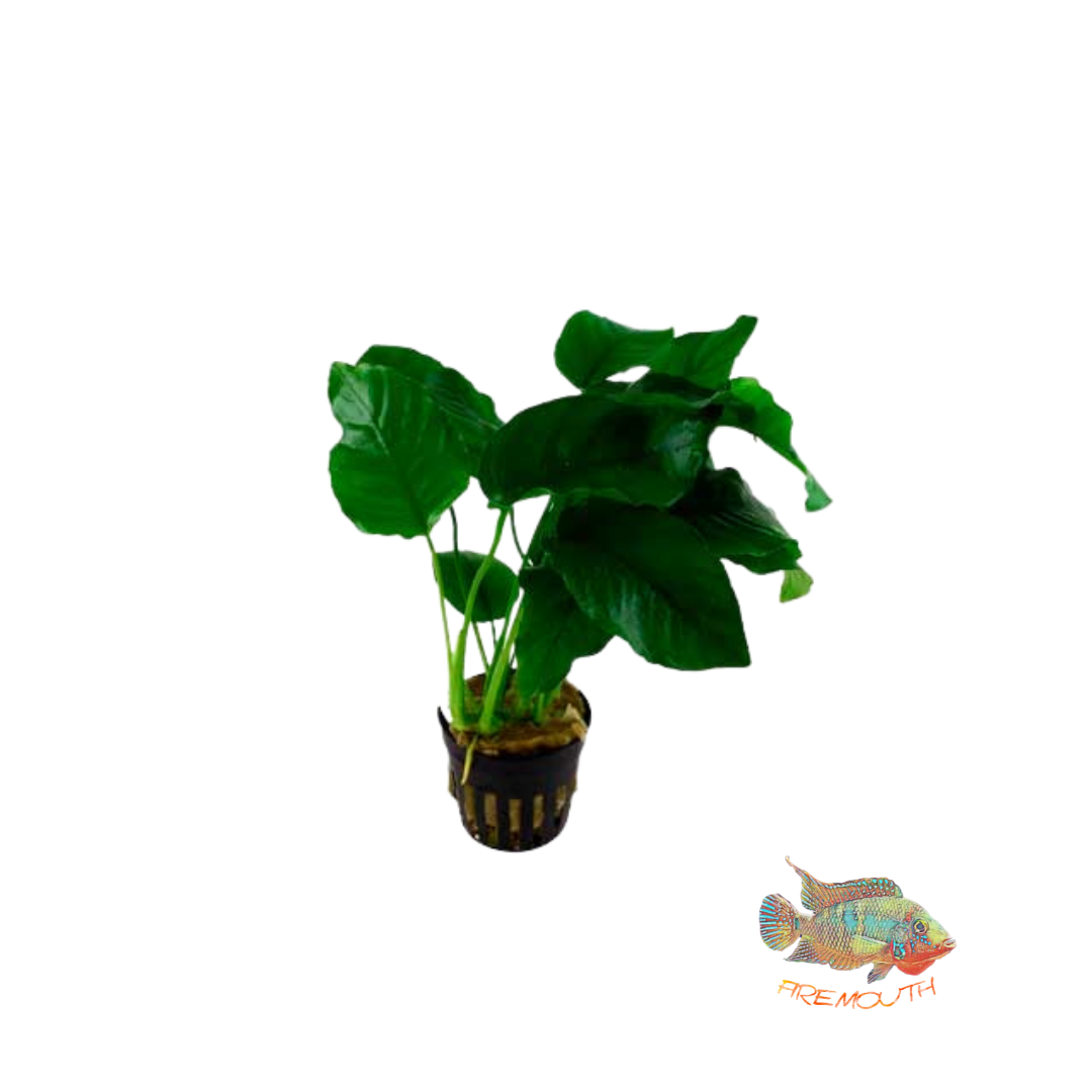 Anubia Barteri var barteri | oferta