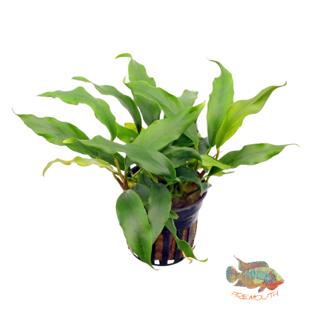 Anubia minima | planta para acuario