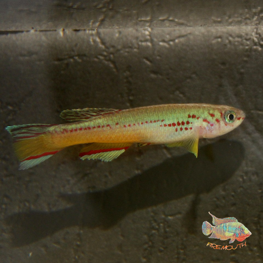 Aphyosemion amieti - Fundulopanchax  | peces agua dulce