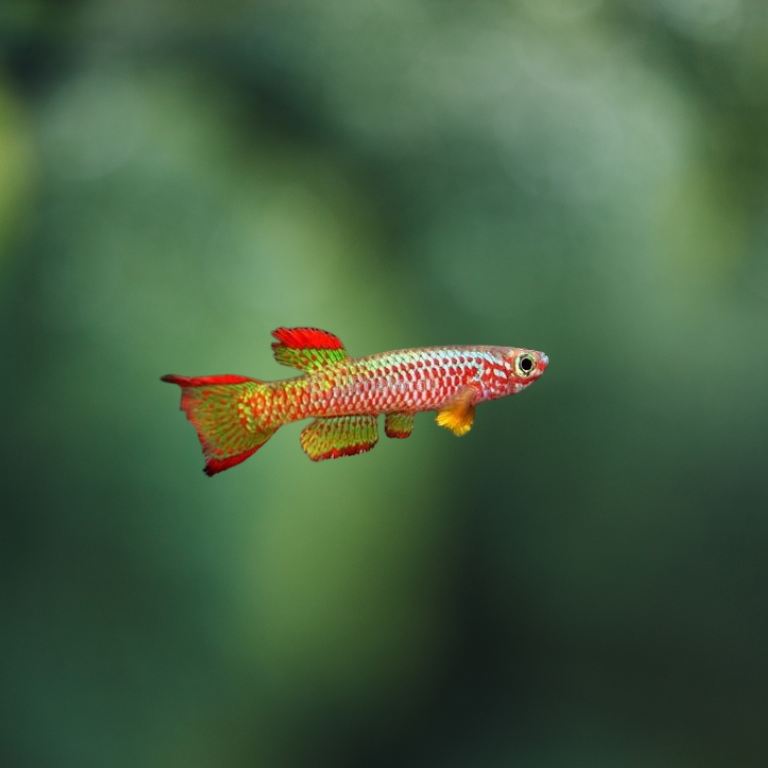 Aphyosemion Gabunense Gabunense | peces agua dulce