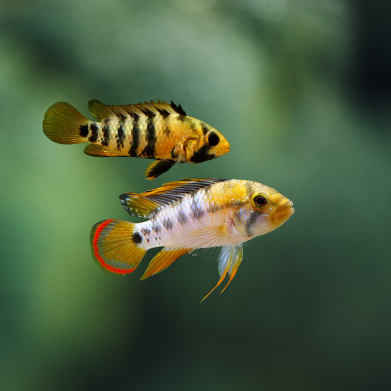Apistogramma Baenschi-inca 3-3,5