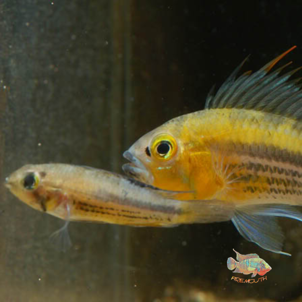 Apistogramma Cacatuoides Wild - talla md-lg