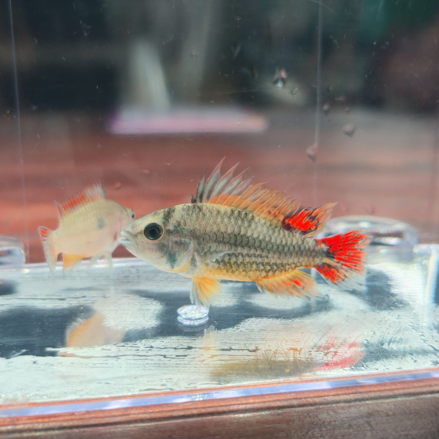 Apistogramma cacatuoides double red