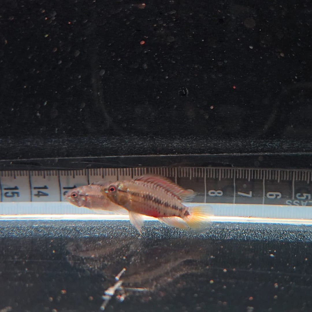 Apistogramma Hongsloi Red Gold talla lg
