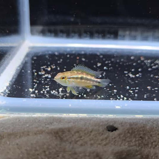 Apistogramma putumayo wild md