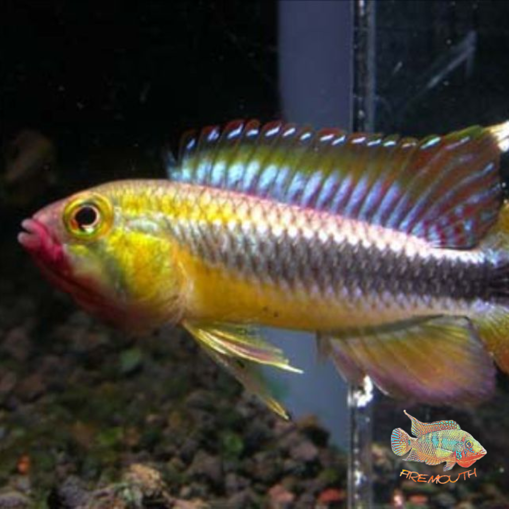 Apistogramma Wilhelmi