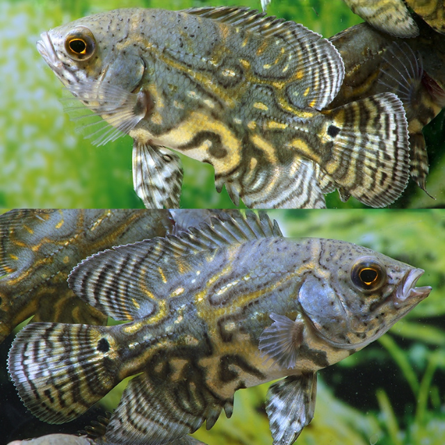 Astronotus Mikolji Wild 4-6cm