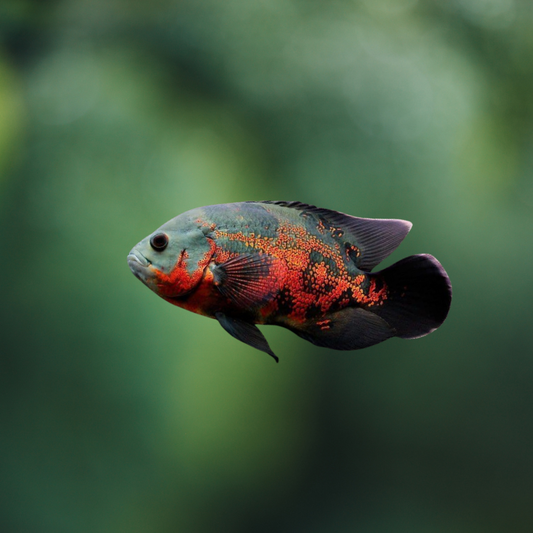 Astronotus Ocellatus | peces agua dulce