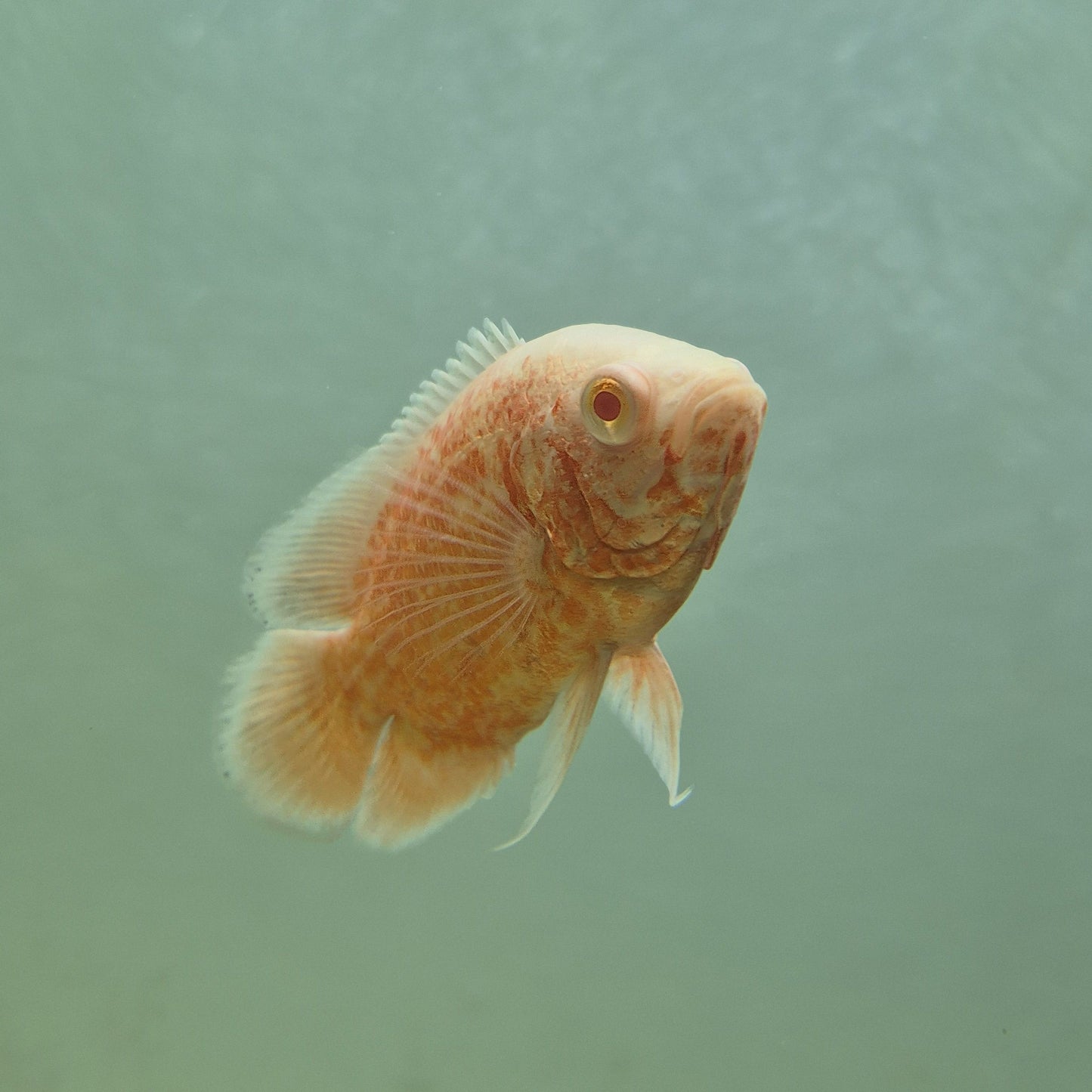 Astronotus Ocellatus Red Chili 12cm