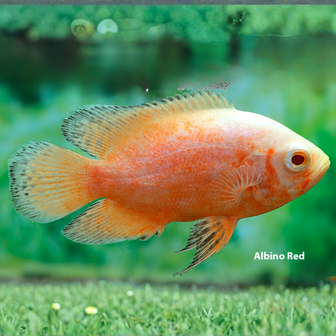 Astronotus ocellatus ALBINO-RED-TIGER 4-6cm