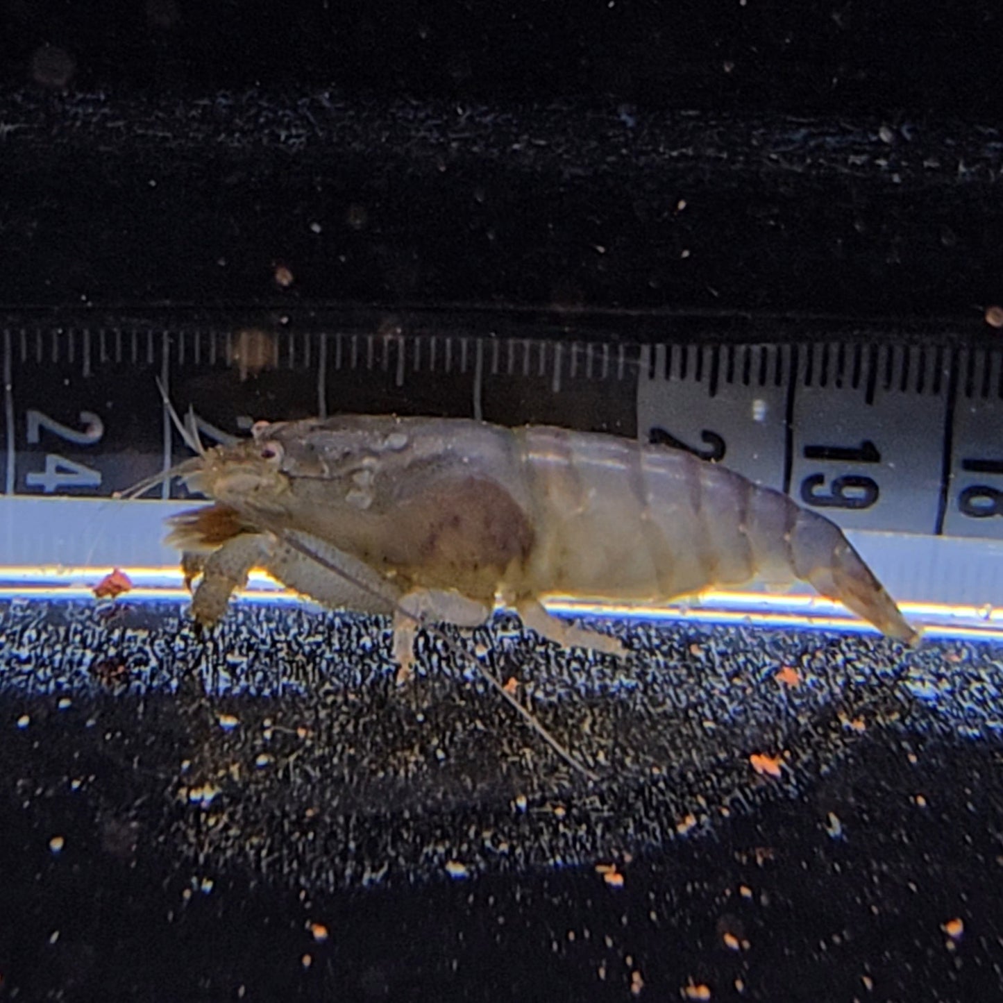 Atya Gabonensis 4-6cm