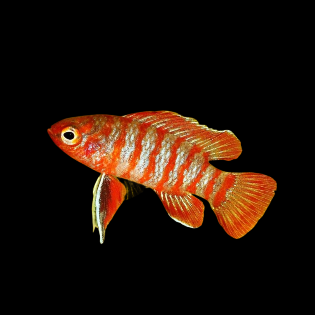 Badis Escarlata Dario dario talla md-lg