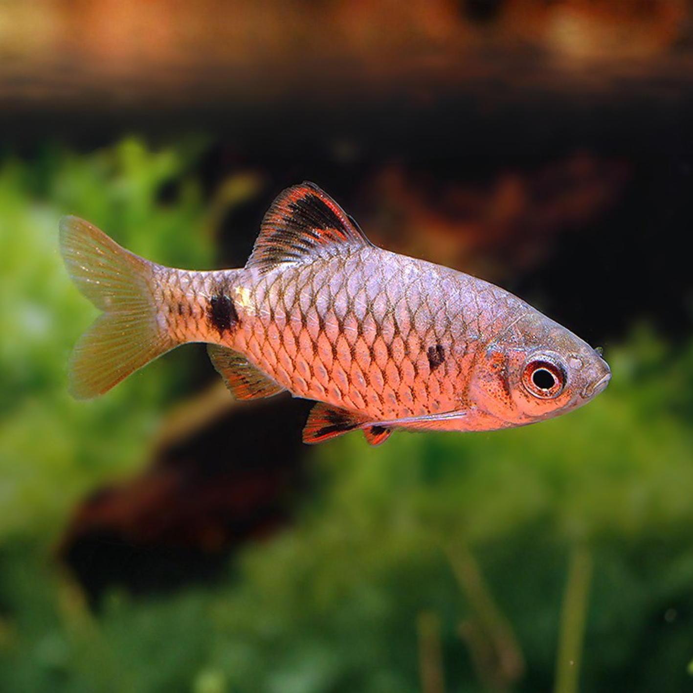 Barbus stoliczkanus wild md-lg