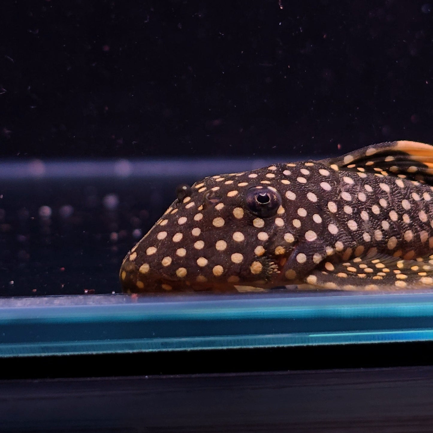 Baryancistrus xanthelus L18 6-8 cm – Hudson Crizanto