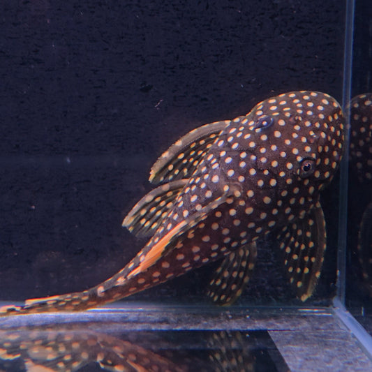 Baryancistrus xanthelus L18 6-8 cm – Hudson Crizanto