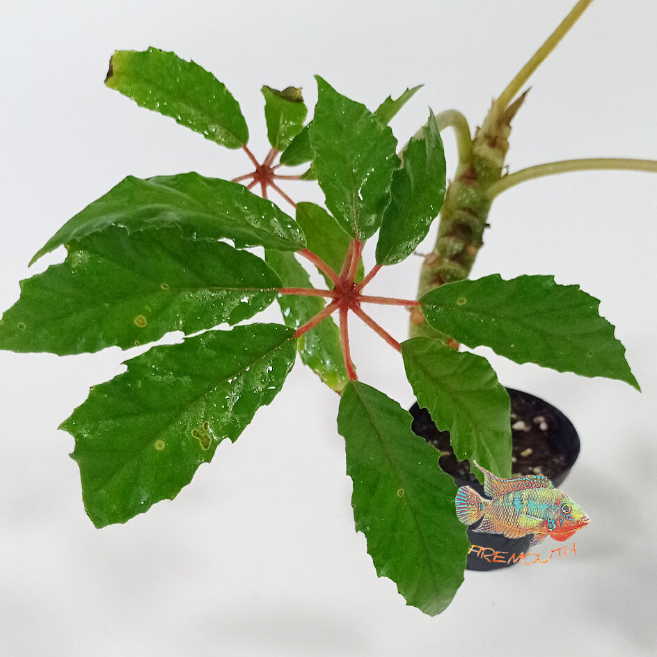 Begonia Carolineifolia | terrario
