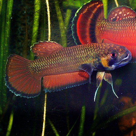 Pareja de Betta macrostoma g.br. 5-6cm