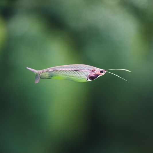 Bicirris kryptopterus - pez gato | peces agua dulce