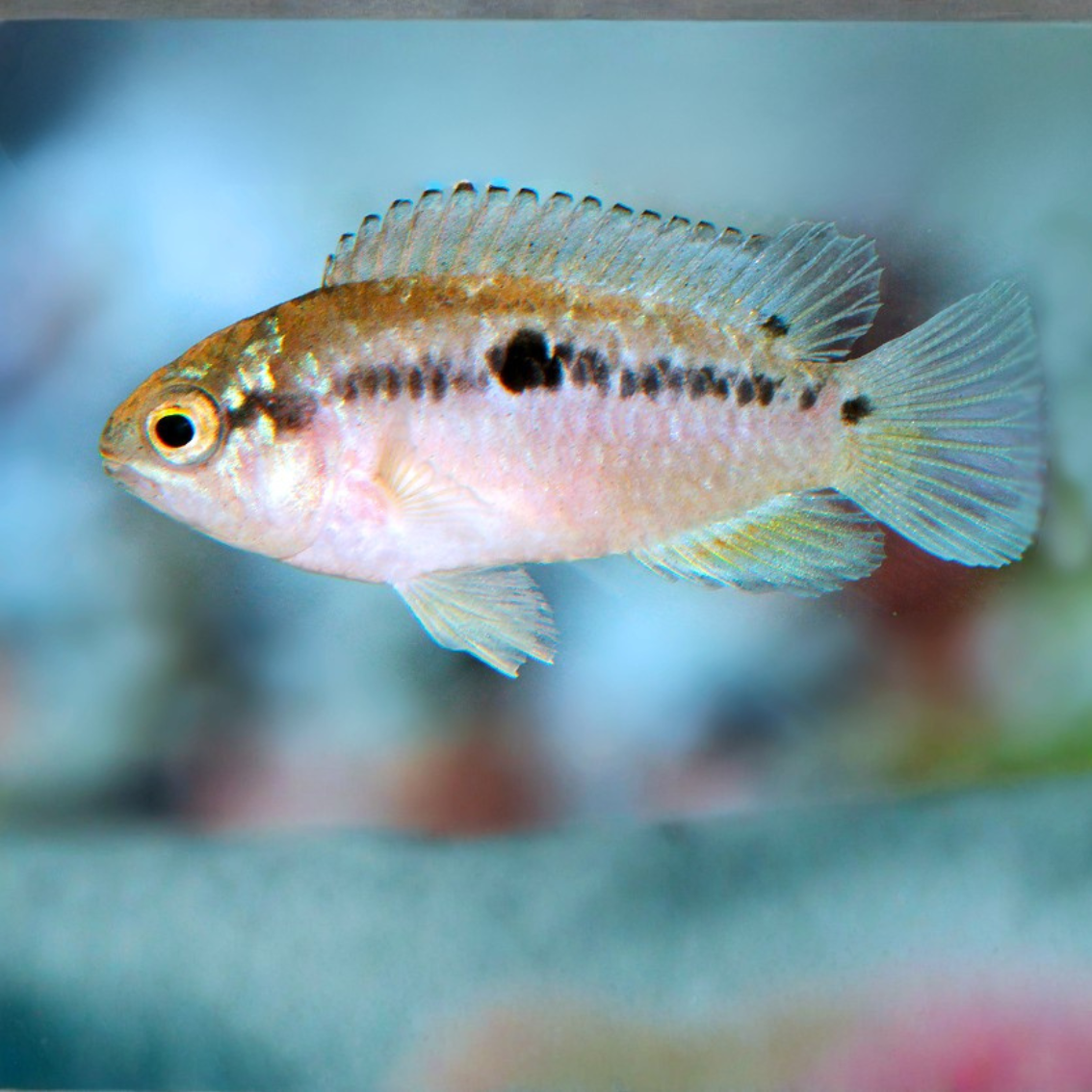 Nannacara bimaculata 3-4cm