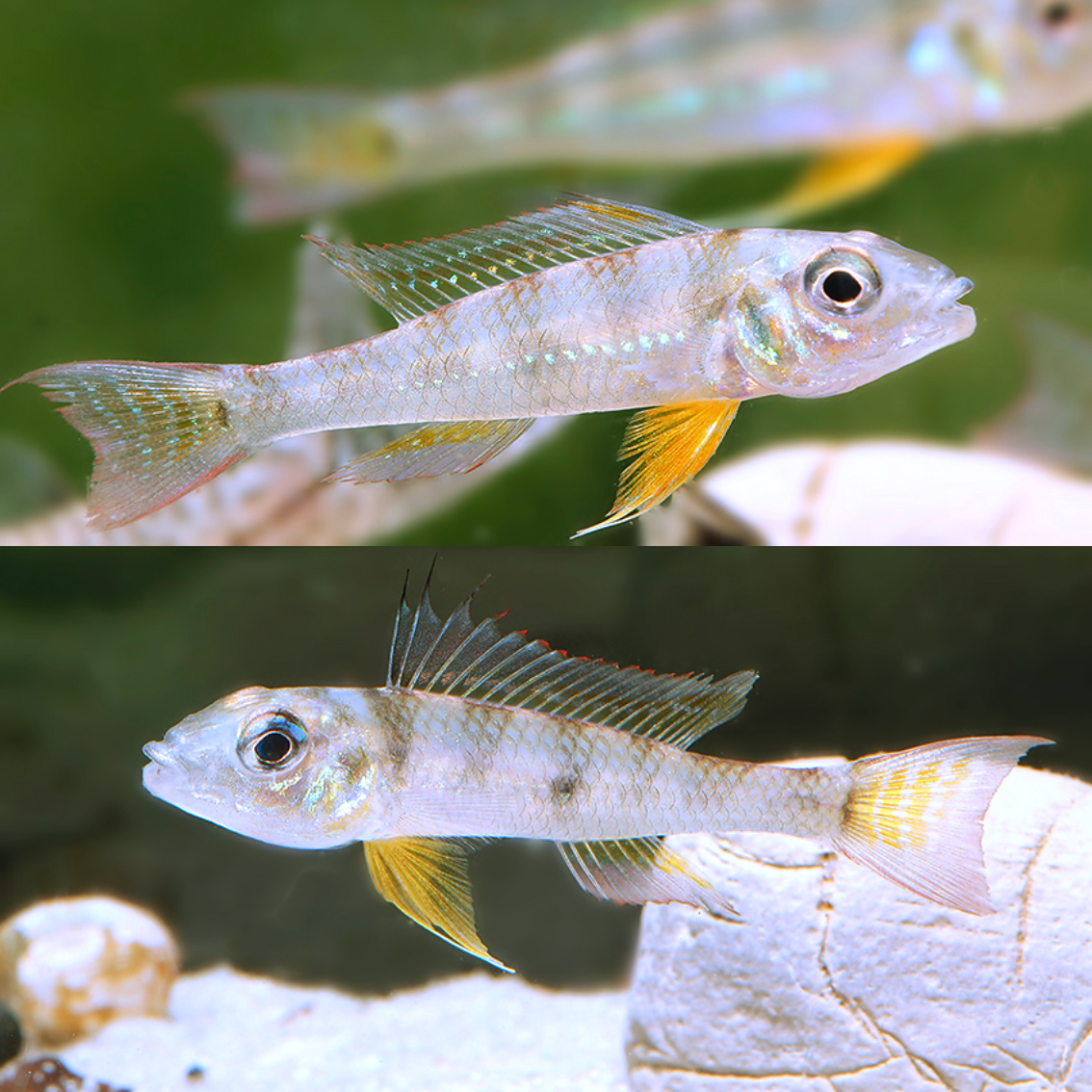 Biotoecus dicentrarchus wild talla lg-xlg