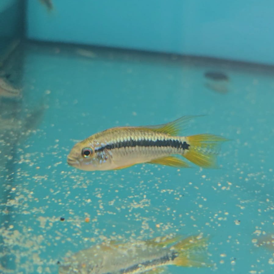 Apistogramma Bitaeniata lg-xlg