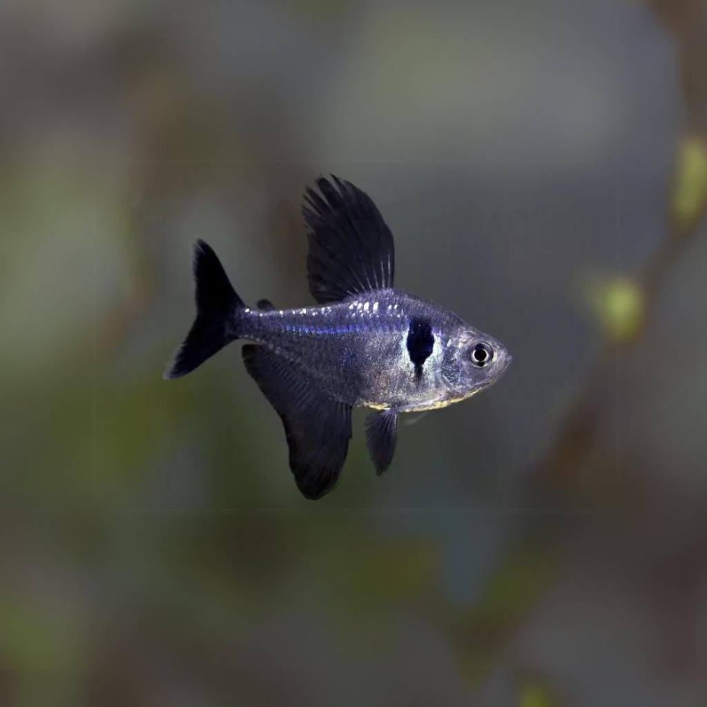 Tetra Fantasma Negro | Hyphessobrycon megalopterus