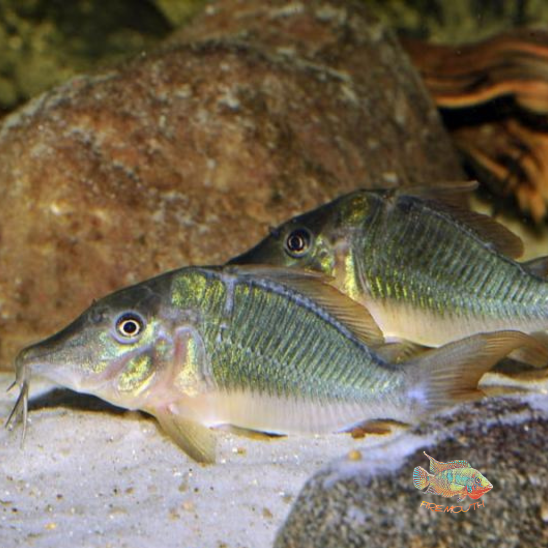 Brochis multiradiatus show (corydoras) | freshwater fish 