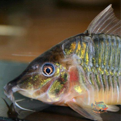 Brochis multiradiatus show (corydoras) | freshwater fish 